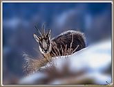 CHAMOIS